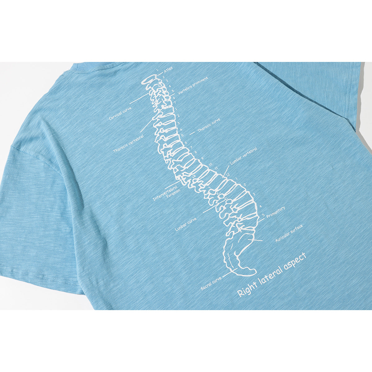 Close-up of a light blue T-shirt back with a white labeled spine illustration and “Right lateral aspect” text.